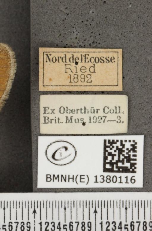 Coenonympha tullia scotica (Müller, 1764) - BMNHE_1380116_label_160949