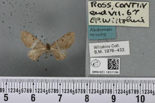 Eupithecia goossensiata Mabille, 1869 - BMNHE_1837196_403572