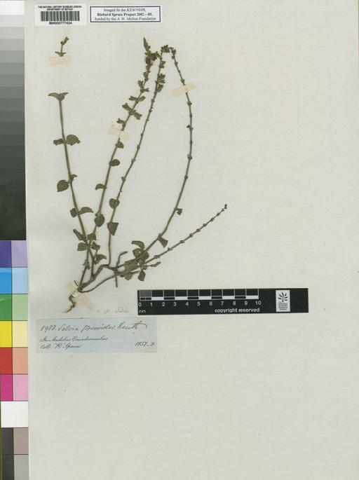 Salvia privoides Benth. - Spruce - BM000777434