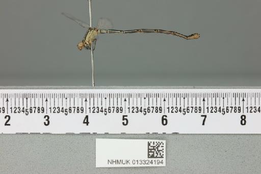 Coenagrion dorothea Fraser, 1785 - 013324194_lateral