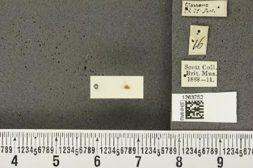 Bactericera perrisi Puton, 1876 - BMNHE_1263752_5110