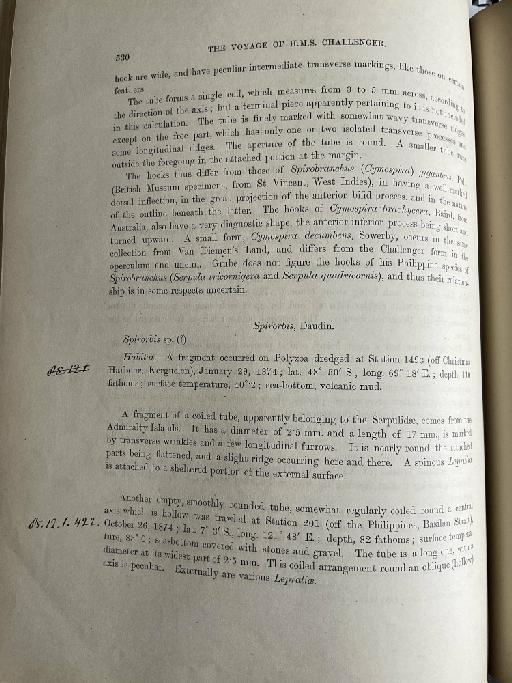 Spirorbis Daudin, 1800 - Challenger Polychaete Scans of Book 9