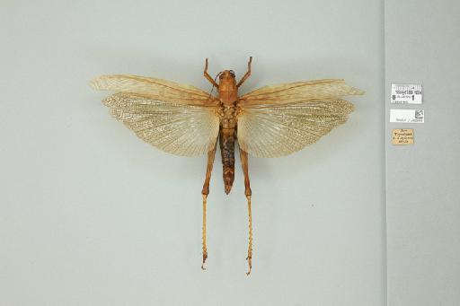 Valanga nigricornis melanocornis (Serville, 1838) - 012498444_71901_91492
