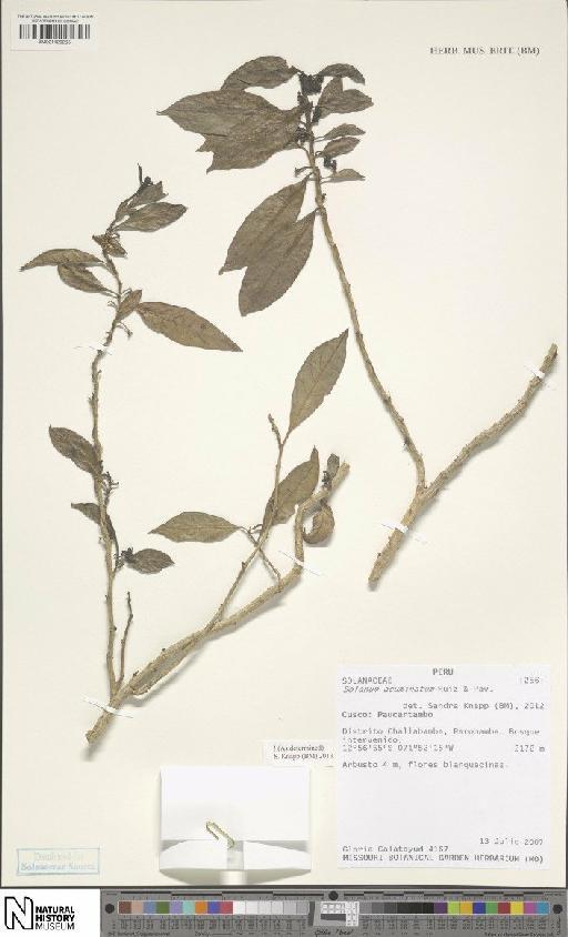 Solanum acuminatum Ruiz & Pav. - BM001120265