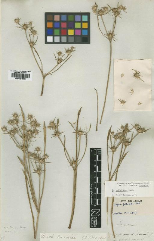 Eryrgium petiolatum Hook. - BM000847086