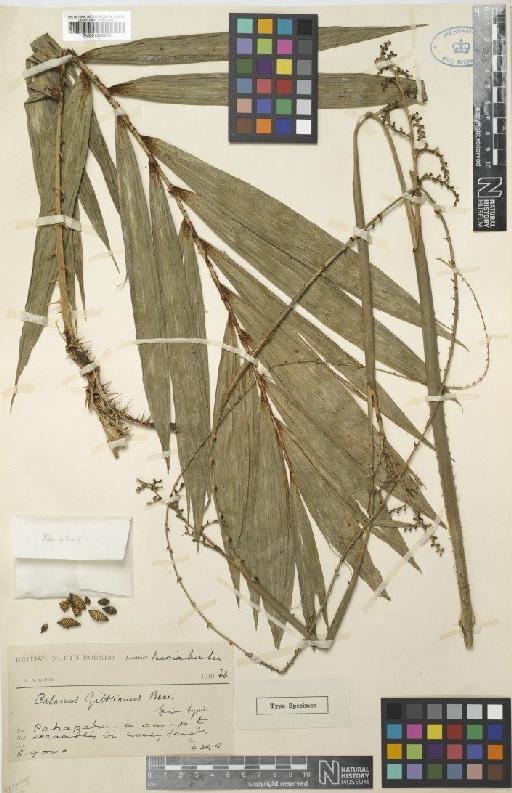 Calamus gibbsianus Becc. - BM001040875