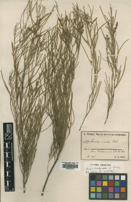 Acacia trachycarpa E.Pritz. - BM000796567