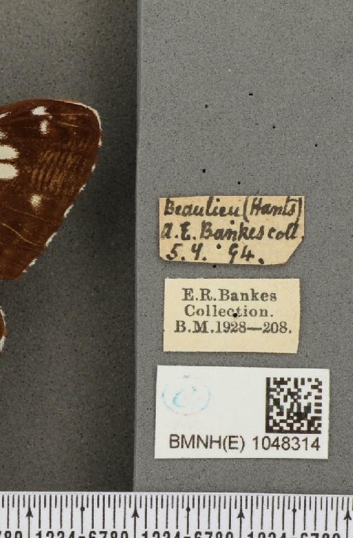 Limenitis camilla (Linnaeus, 1764) - BMNHE_1048314_label_43426