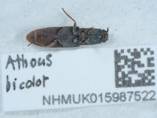 Athous (Orthathous) bicolor (Goeze, 1777) - 015987522_1