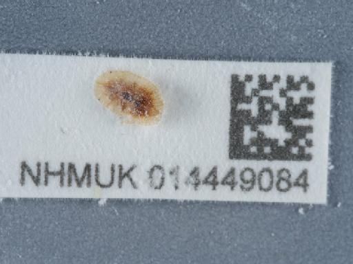 Coccus hesperidum Linnaeus, 1758 - 014449084_1