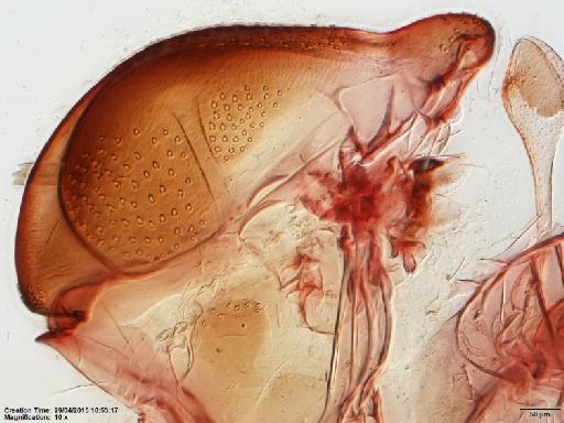 Lutzomyia (Psathyromyia) dasymera Fairchild & Hertig, 1961 - Lutzomyia_dasymera-BMNH(E)1251322_PT-male_thorax-10x.tif