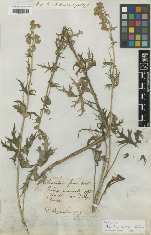 Aconitum ferox Wall. ex Ser. - BM001209263