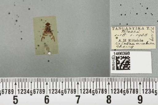 Ceratitis (Pterandrus) quilicii De Meyer et al., 2016 - BMNHE_1466398_26970