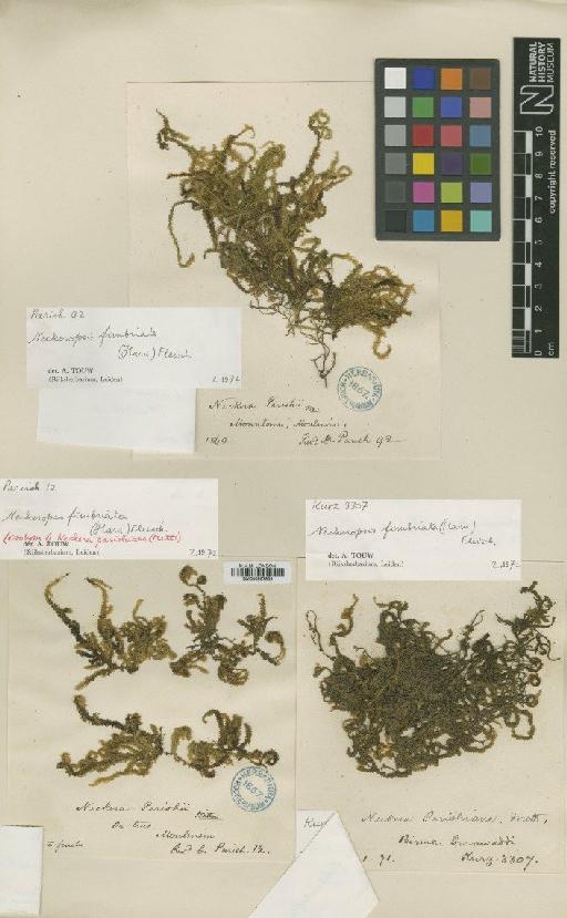 Neckeropsis fimbriata (Harv.) M.Fleisch. - BM000987954_a