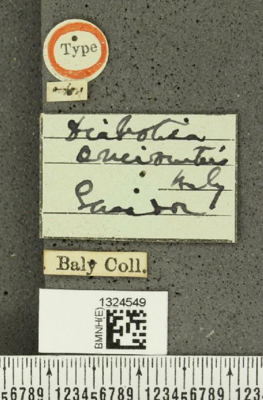 Isotes aeneiventris (Baly, 1889) - BMNHE_1324549_label_22049