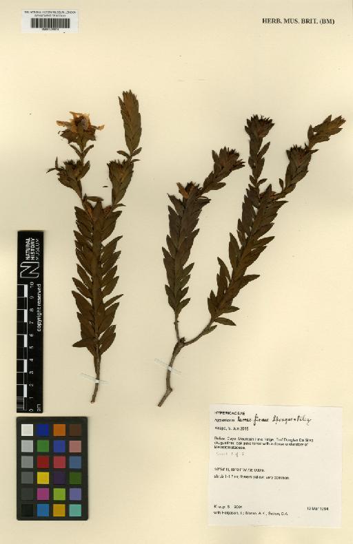 Hypericum terrae-firmae Sprague & L.Riley - BM001209024