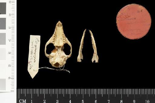 Didelphys waterhousii Tomes, 1860 - 1907.1.1.215_Skull_Ventral