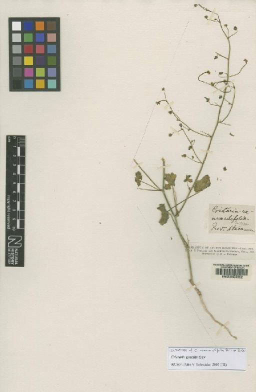 Cristaria gracilis Gay - BM000603892