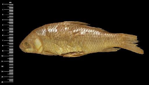 Sclerognathus meridionalis Günther, 1868 - BMNH 1865.4.29.58-61, SYNTYPES, Sclerognathus meridionalis_d