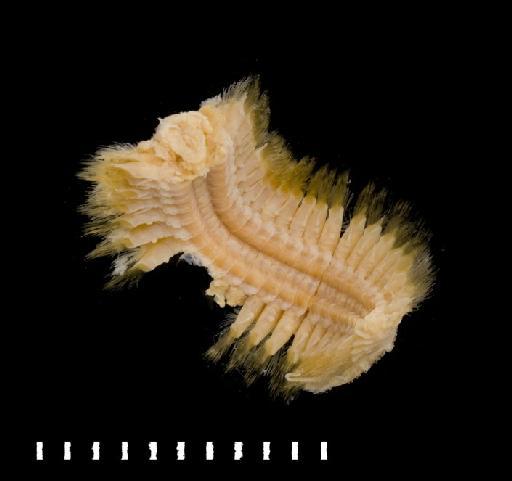 Eunoa tritoni McIntosh, 1900 - Polychaete type specimen 1921.5.1.239-240 (post fragment syn b)