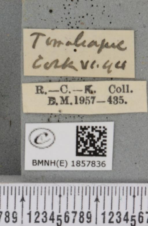 Pseudopanthera macularia (Linnaeus, 1758) - BMNHE_1857836_label_429618
