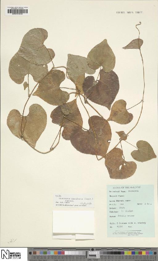 Dioscorea esculenta (Lour.) Burkill - BM001049395