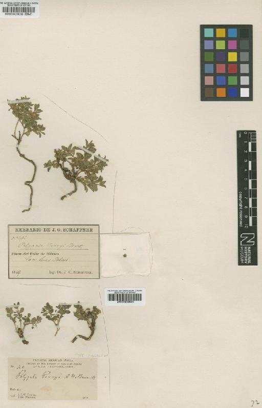 Polygala parryi A.W.Benn. - BM000938985