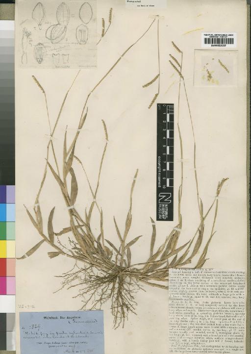 Brachiaria brevispicata (Rendle) Stapf - BM000923207