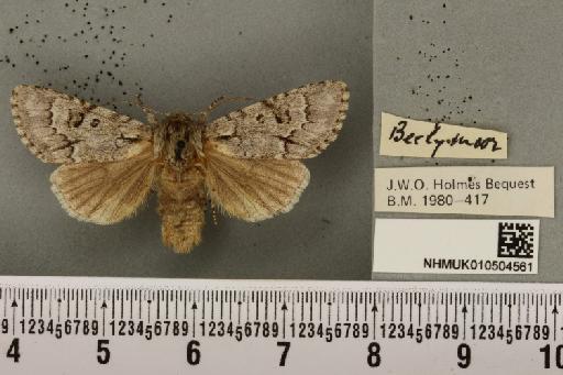 Acronicta menyanthidis menyanthidis (Esper, 1798) - NHMUK_010504561_561889