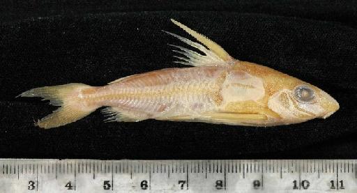 Oxydoras trachyparia Boulenger, 1898 - 1897.12.1.44-45b; Oxydoras trachyparia; lateral view; ACSI Project image