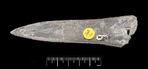 Acrocoelites (Odontobelus) subtricissus Kolb - PI CC  895 - belemnite