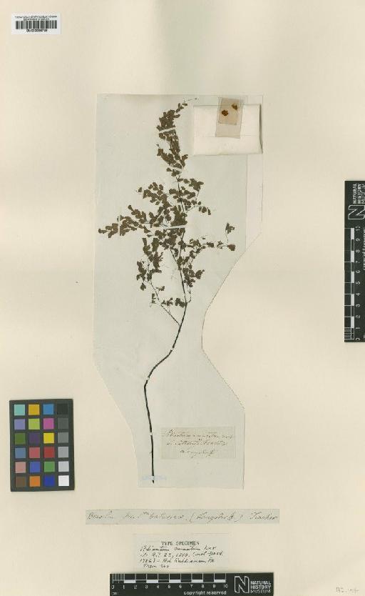 Adiantum raddianum C.Presl - BM000936739