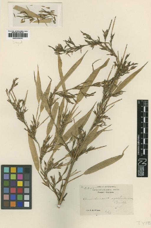 Arundinaria szechuanensis Rendle - BM000895060