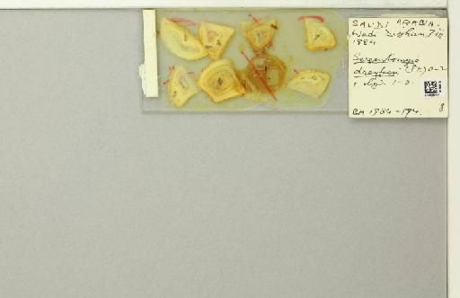 Sergentomyia (Grassomyia) dreyfussi Parrot, 1933 - 014828231_117913_1329674_157728_NoStatus