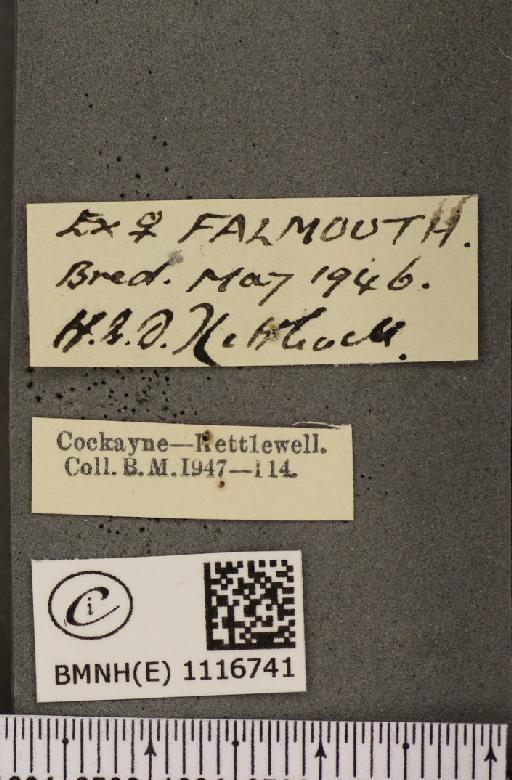 Pontia daplidice ab. cinerea Delahaye, 1909 - BMNHE_1116741_label_68876