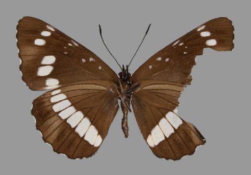 Neptis incongrua Butler - BMNH(E)#1719050_Neptis_incongrua_Butler_holotype_female_ventral