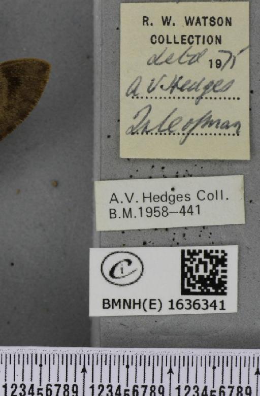 Macroglossum stellatarum (Linnaeus, 1758) - BMNHE_1636341_label_206057