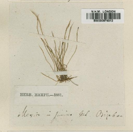Aongstroemia brevipes Hampe ex Besch. - BM000879312