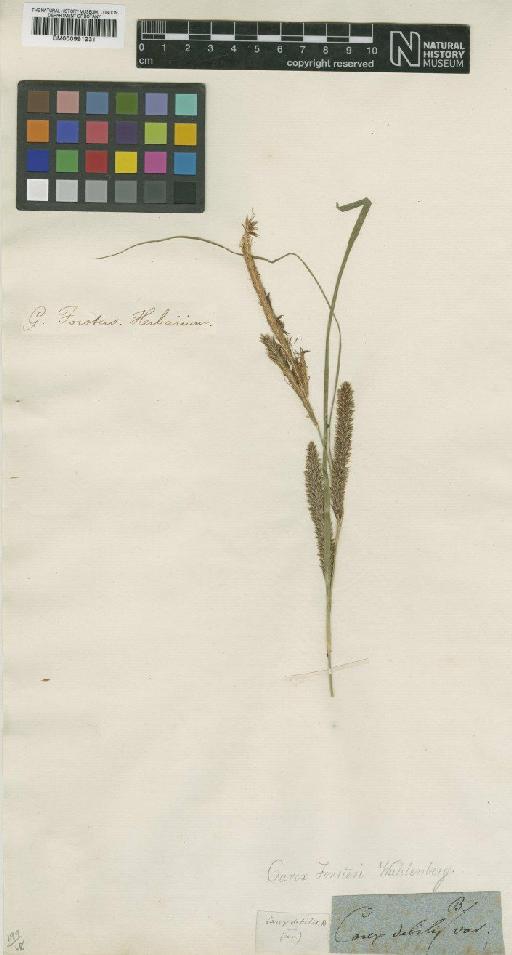 Carex forsteri Wahlenb. - BM000991231