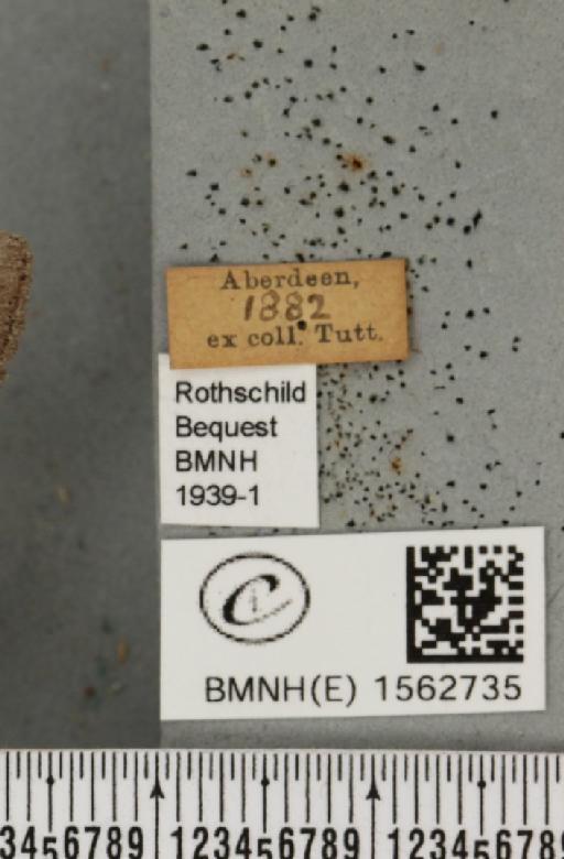 Dicallomera fascelina (Linnaeus, 1758) - BMNHE_1562735_label_256251