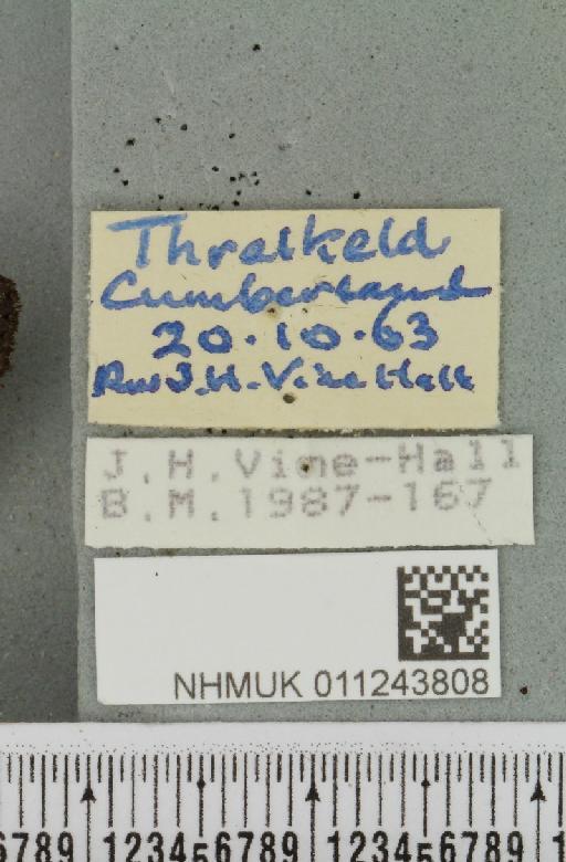 Aporophyla nigra (Haworth, 1809) - NHMUK_011243808_label_644942