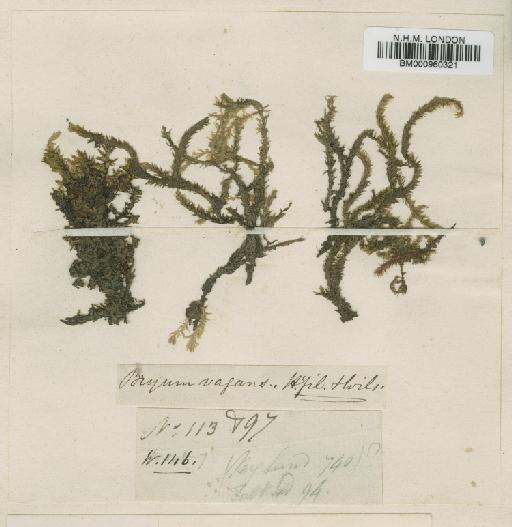 Philonotis vagans (Hook.f. & Wilson) Mitt. - BM000960321