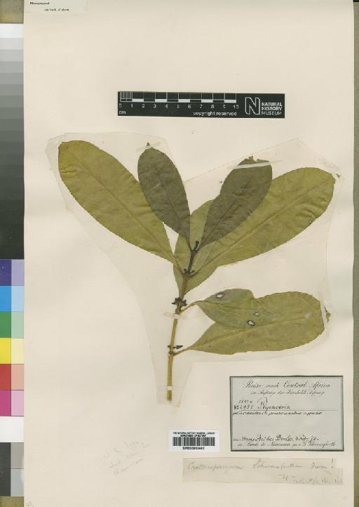 Craterispermum schweinfurthii Hiern - BM000903492