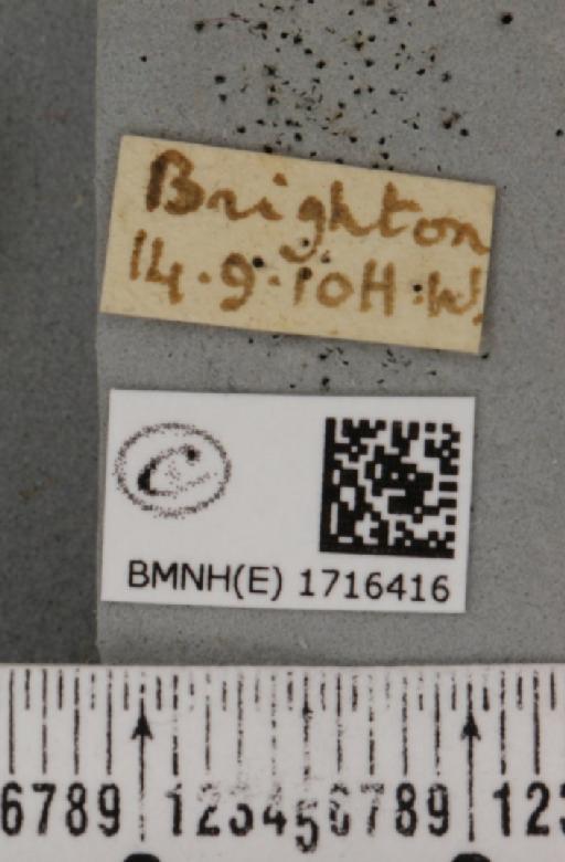 Scopula marginepunctata (Goeze, 1781) - BMNHE_1716416_label_269626