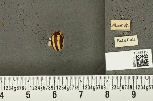 Calligrapha (Bidensomela) praecelsis (Rogers, 1856) - BMNHE_1315713_15776