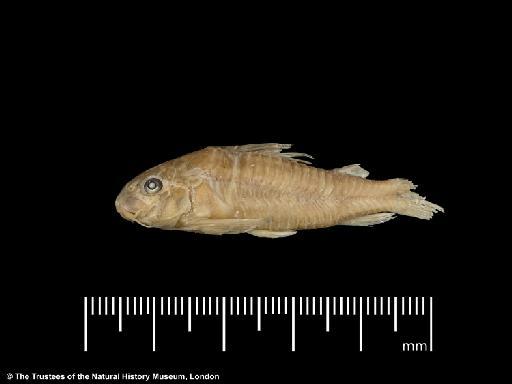 Corydoras microcephalus Regan, 1912 - BMNH 1890.3.12.5-6, PARALECTOTYPES, Corydoras microcephalus b, lateral