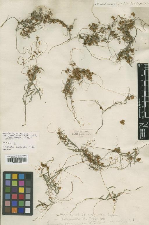 Cuscuta chinensis var. carinata (R.Br.) Engelm. - BM000939264 (2)