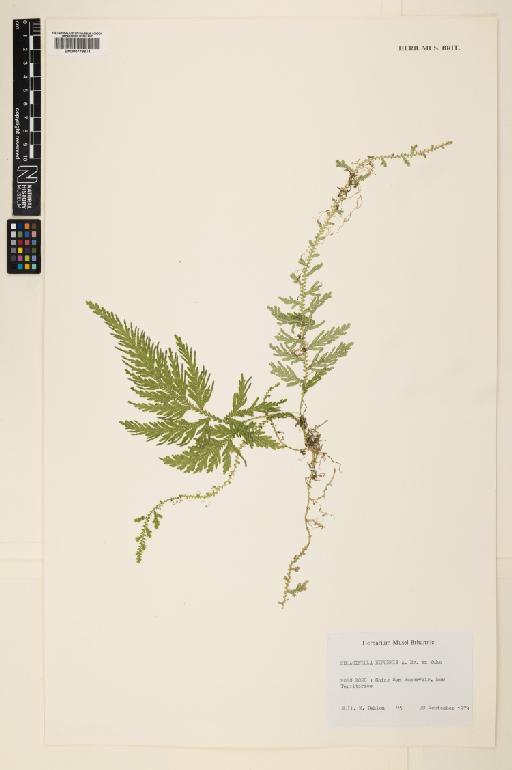 Selaginella biformis A.Braun ex Kuhn - 000779614