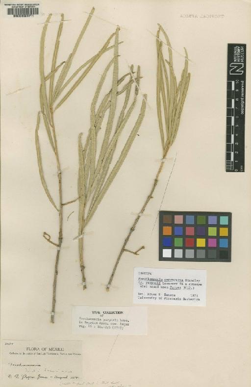 Forchhammeria macrocarpa Standl. - BM000629711