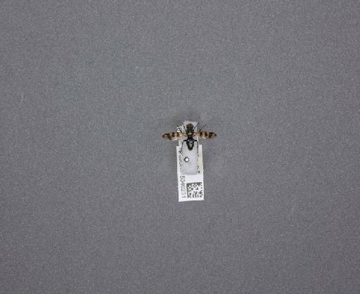 Ceroxys urticae (Linnaeus, 1758) - 015046231_810030_1312783